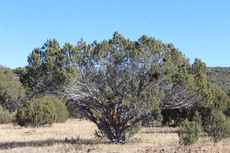 40+ Acres of Mountain Land for Sale in Westwood Ranches - image 5