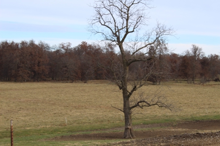 Missouri Land Auction - Fox Run Farms Tract 5 - image 12
