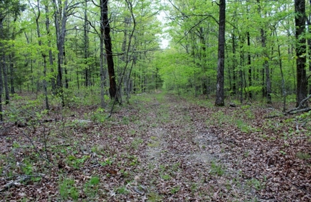 Forty Acres of Prime Hunting Land or Building Tract - image 8