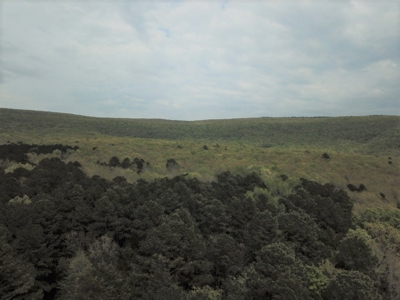 Forty Acres of Prime Hunting Land or Building Tract - image 17