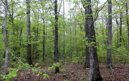 Forty Acres of Prime Hunting Land or Building Tract - image 11