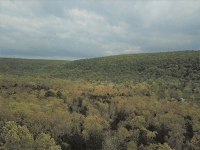 Forty Acres of Prime Hunting Land or Building Tract - image 15