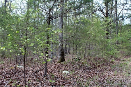Forty Acres of Prime Hunting Land or Building Tract - image 2