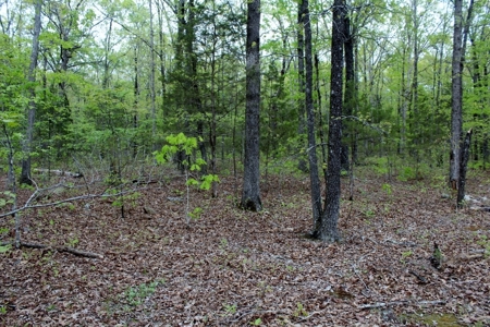 Forty Acres of Prime Hunting Land or Building Tract - image 5