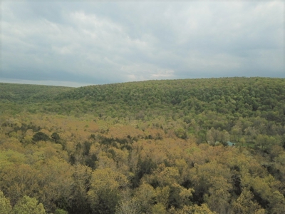 Forty Acres of Prime Hunting Land or Building Tract - image 14