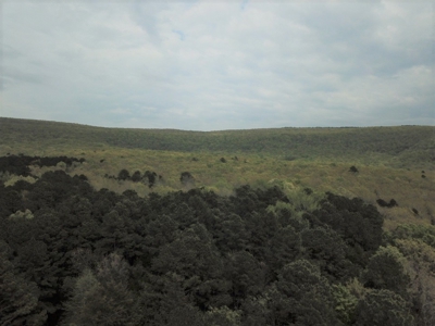 Forty Acres of Prime Hunting Land or Building Tract - image 18