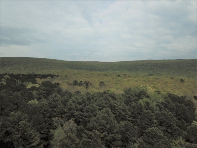 Forty Acres of Prime Hunting Land or Building Tract - image 12
