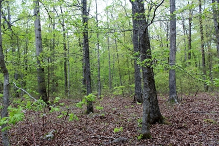 Forty Acres of Prime Hunting Land or Building Tract - image 10