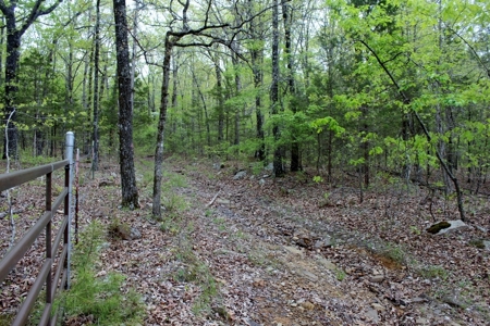 Forty Acres of Prime Hunting Land or Building Tract - image 7