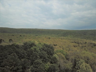 Forty Acres of Prime Hunting Land or Building Tract - image 13
