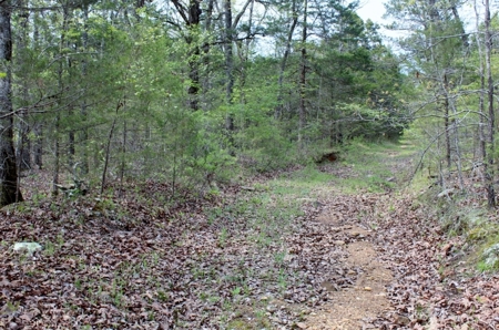 Forty Acres of Prime Hunting Land or Building Tract - image 3