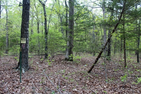 Forty Acres of Prime Hunting Land or Building Tract - image 9