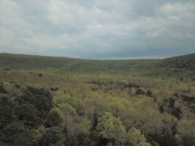 Forty Acres of Prime Hunting Land or Building Tract - image 16