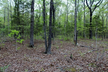 Forty Acres of Prime Hunting Land or Building Tract - image 6