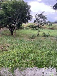 Land For Sale Or Rent In El Higo San Carlos - image 7