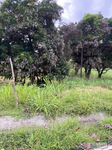 Land For Sale Or Rent In El Higo San Carlos - image 11