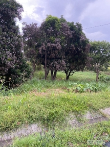Land For Sale Or Rent In El Higo San Carlos - image 9
