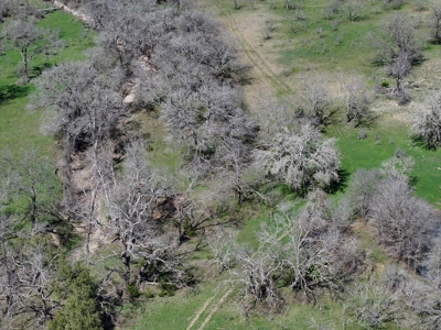 Central Texas Cattle Ranch with Abundant Wildlife Habitat - image 7