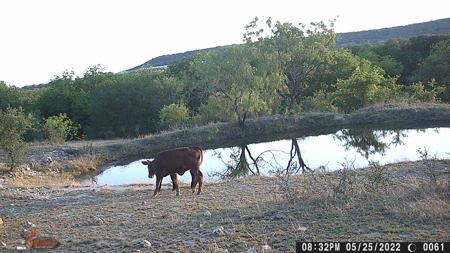 Central Texas Cattle Ranch with Abundant Wildlife Habitat - image 49