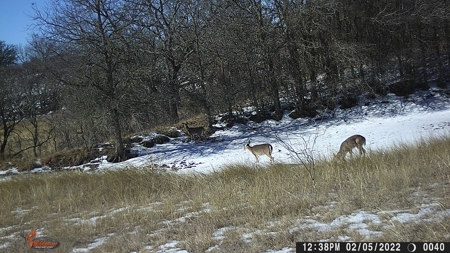 Central Texas Cattle Ranch with Abundant Wildlife Habitat - image 44