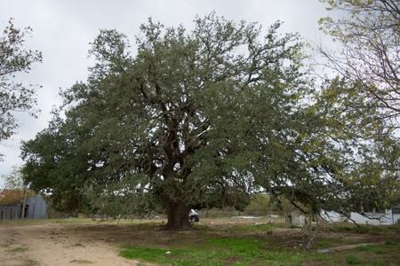 Central Texas Cattle Ranch with Abundant Wildlife Habitat - image 13