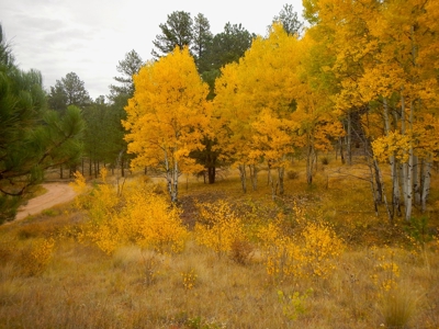 Central Colorado, Teller & Park County Log Cabin for sale - image 41