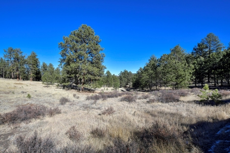 Central Colorado, Teller & Park County Log Cabin for sale - image 4