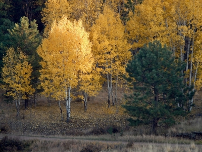 Central Colorado, Teller & Park County Log Cabin for sale - image 45