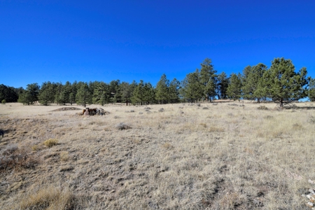 Central Colorado, Teller & Park County Log Cabin for sale - image 7