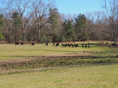 53 Acres Pastureland with Ponds for Sale SW MS - image 17