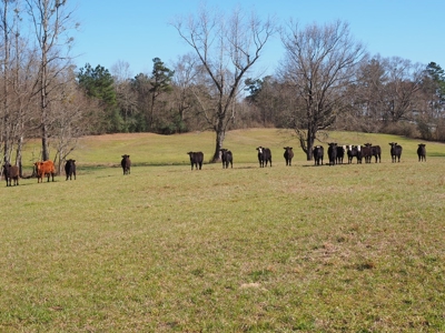 53 Acres Pastureland with Ponds for Sale SW MS - image 30