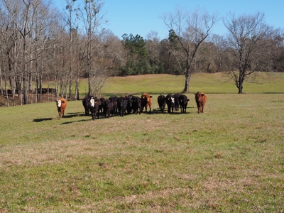 53 Acres Pastureland with Ponds for Sale SW MS - image 11
