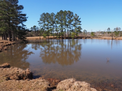 53 Acres Pastureland with Ponds for Sale SW MS - image 44