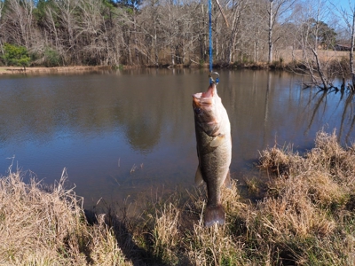 53 Acres Pastureland with Ponds for Sale SW MS - image 9