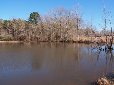 53 Acres Pastureland with Ponds for Sale SW MS - image 16