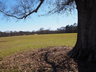 53 Acres Pastureland with Ponds for Sale SW MS - image 25