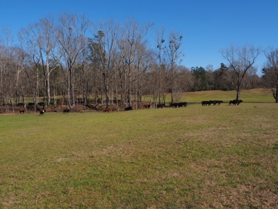 53 Acres Pastureland with Ponds for Sale SW MS - image 40