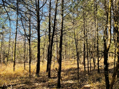 Land For Sale In Southern Oklahoma - image 10