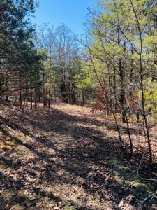 Land For Sale In Southern Oklahoma - image 6