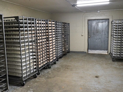 4 House Poultry Breeder Farm for Sale South Mississippi - image 37