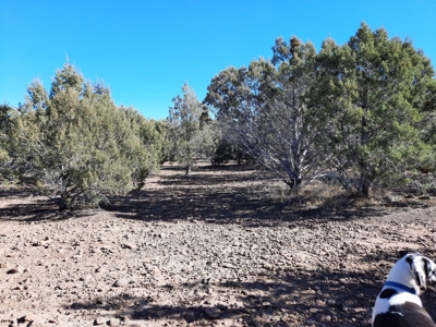 Very Secluded - image 7