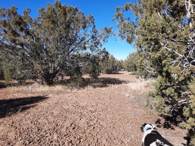 Very Secluded - image 9