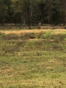 Mountain View Cabin Site And Investment Property - image 15