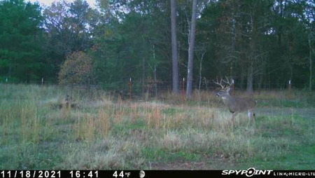 Mountain View Cabin Site And Investment Property - image 16