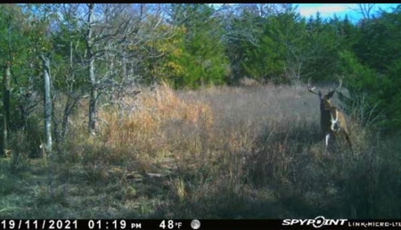 Southeast Oklahoma Ranch  For Sale - image 40