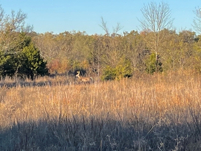 Southeast Oklahoma Ranch  For Sale - image 8