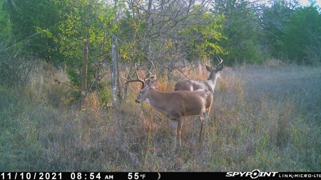 Southeast Oklahoma Ranch  For Sale - image 3