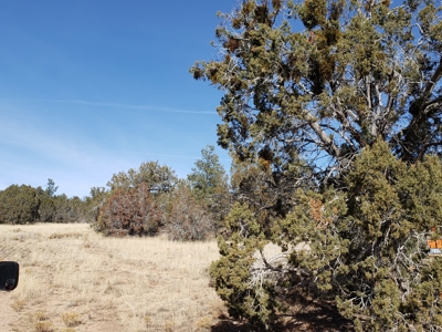 Owner Financing for Mountain Land in Seligman aZ - image 4