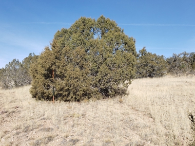 Owner Financing for Mountain Land in Seligman aZ - image 6