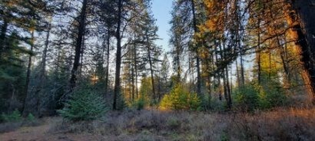 North Idaho Timbered 6 +/- Acre Parcel For Sale in Deary - image 41